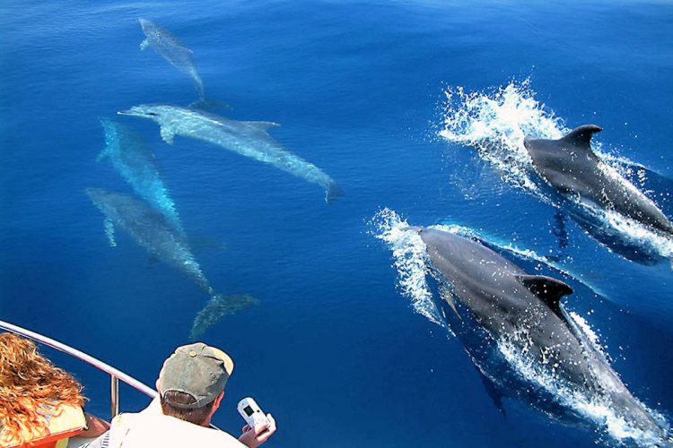 Take photos of dolphins in the wild from the comfort of your boat